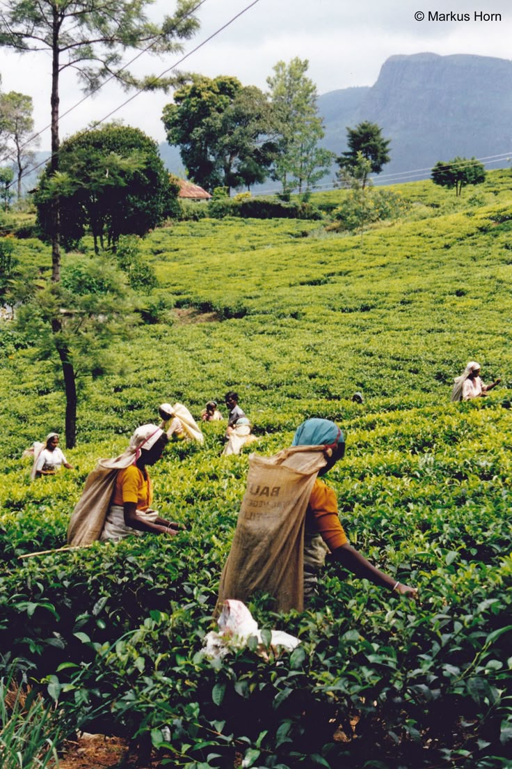 Nuwara Eliya